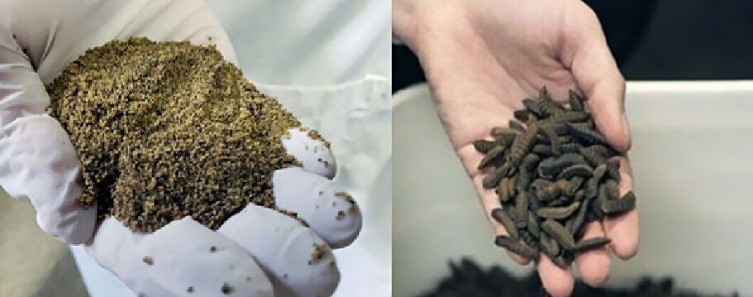 La planta de harina de insectos estará ubicada en la región del Maule. Imagen: Jaime Dagnino La planta de harina de insectos estará ubicada en la región del Maule. Imagen: Jaime Dagnino