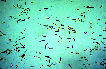 Uso de bacterias extremófilas para degradar hidrocarburos nocivos en peces
