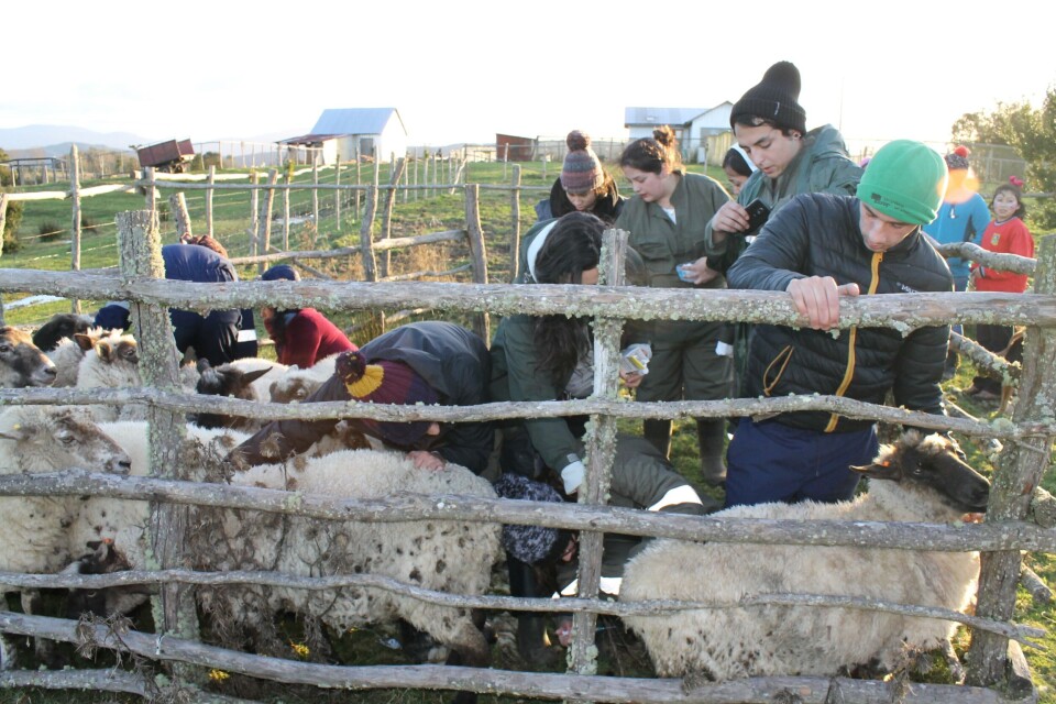 Imagen referencial operativos sociales Salmonchile y Universidad Santo Tomás. Foto: Salmonchile.