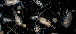 Utilizarán Inteligencia Artificial para combatir plancton y algas