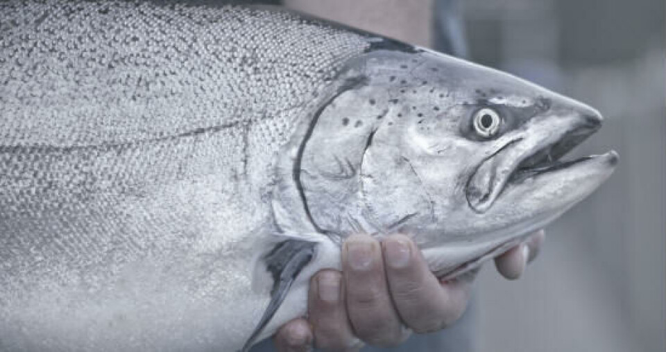 NZ King Salmon desecha negocio transgénico