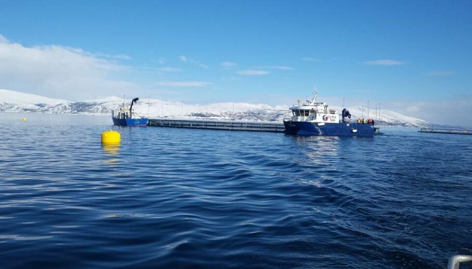 Nivel histórico de salmones en el agua noruega