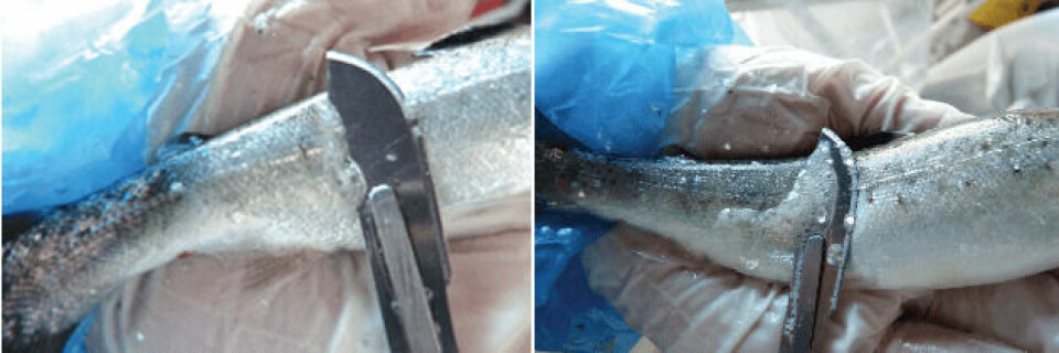 Producción de mucus en peces no vacunados (izquierda) y vacunados (derecha). Fuente: Tecnovax. (Click en la imagen para ampliar).