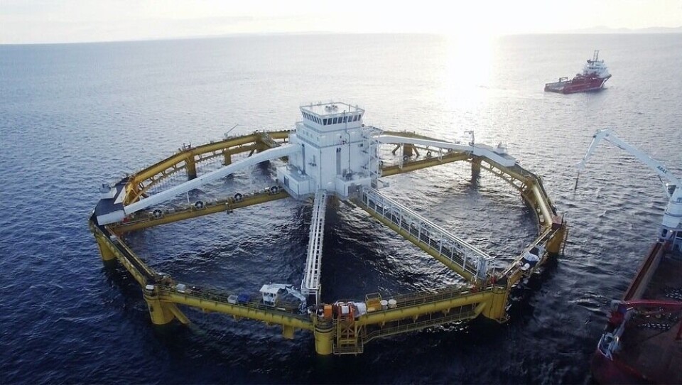 En un par de semanas más, la primera generación de salmón de Ocean Farm 1 será cosechada. Foto: SalMar