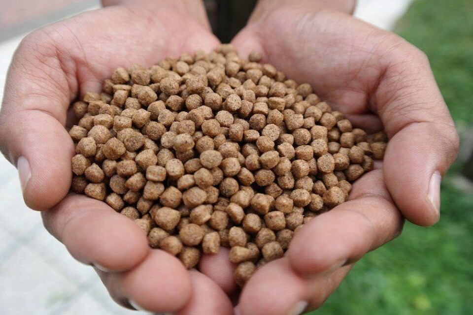 Foto: Archivo Salmonexpert.