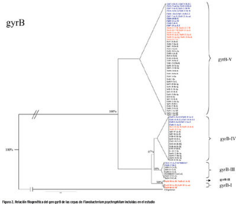 Variación genética entre cepas de Flavobacterium psychrophilum aisladas de salmónidos de cultivo y nativos de Chile y Noruega