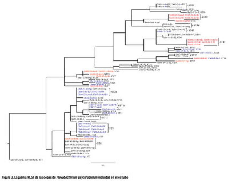 Variación genética entre cepas de Flavobacterium psychrophilum aisladas de salmónidos de cultivo y nativos de Chile y Noruega