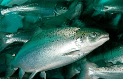 Volumen de salmón de cultivo ruso aumentó 8% en primer trimestre