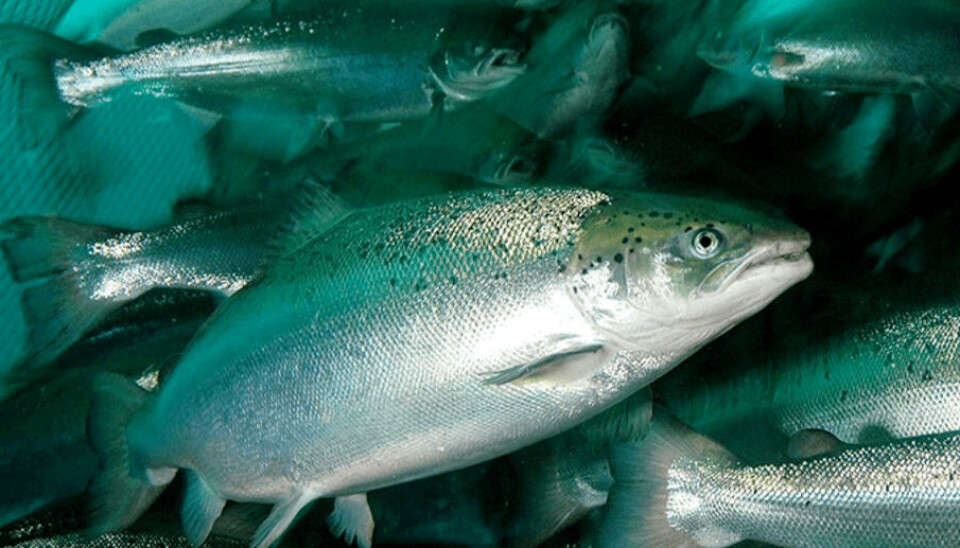 Foto: Archivo Salmonexpert.