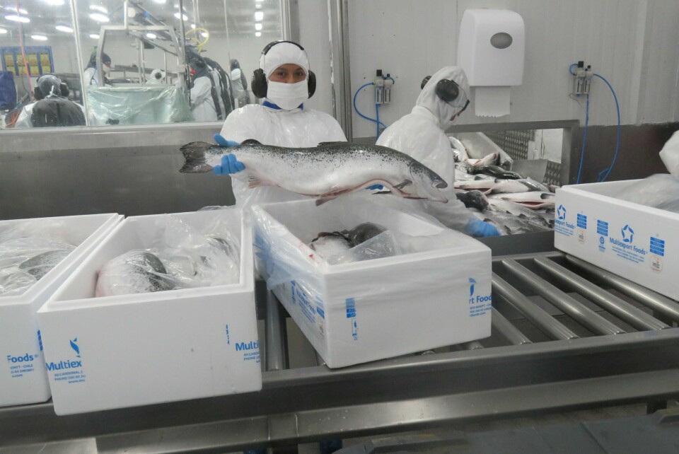 Salmón Atlántico de Multiexport Foods. Foto: Jonathan Garcés, Salmonexpert.