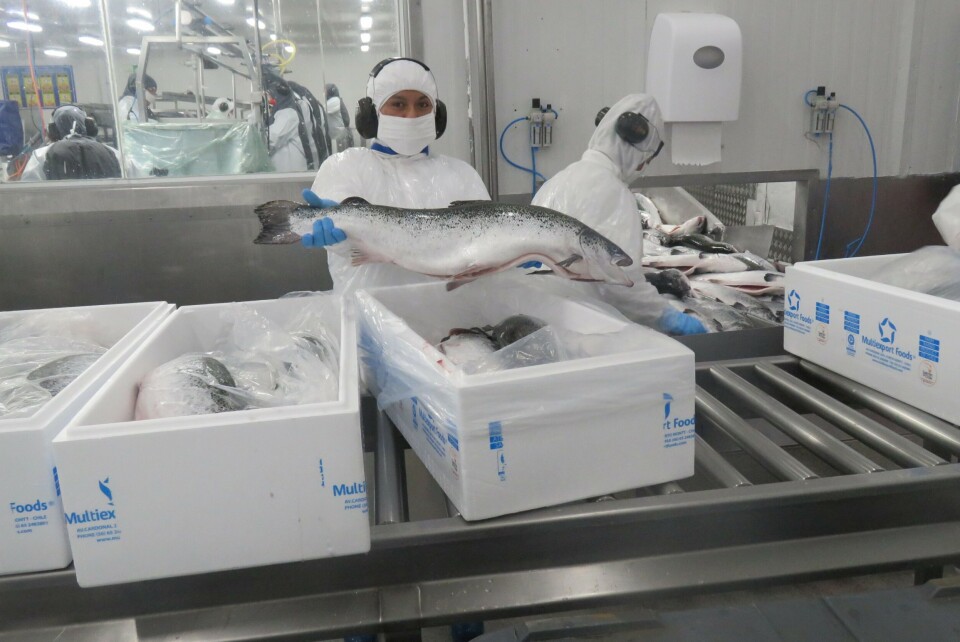 Salmón Atlántico de Multiexport Foods. Foto: Jonathan Garcés, Salmonexpert. Salmón Atlántico de Multiexport Foods. Foto: Jonathan Garcés, Salmonexpert.