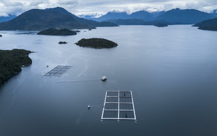 Salmonicultores disponibles a transparentar información pero piden objetividad a Sernapesca