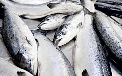 ONGs exigen mayor transparencia del uso de antibióticos en la industria del salmón