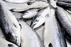 Salmón lidera las exportaciones récord de productos del mar