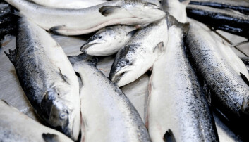 ONGs exigen mayor transparencia del uso de antibióticos en la industria del salmón