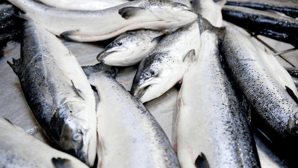 El salmón Atlántico fue la especie más valiosa en las exportaciones de productos del mar noruegas en 2021. Foto: Colorbox.