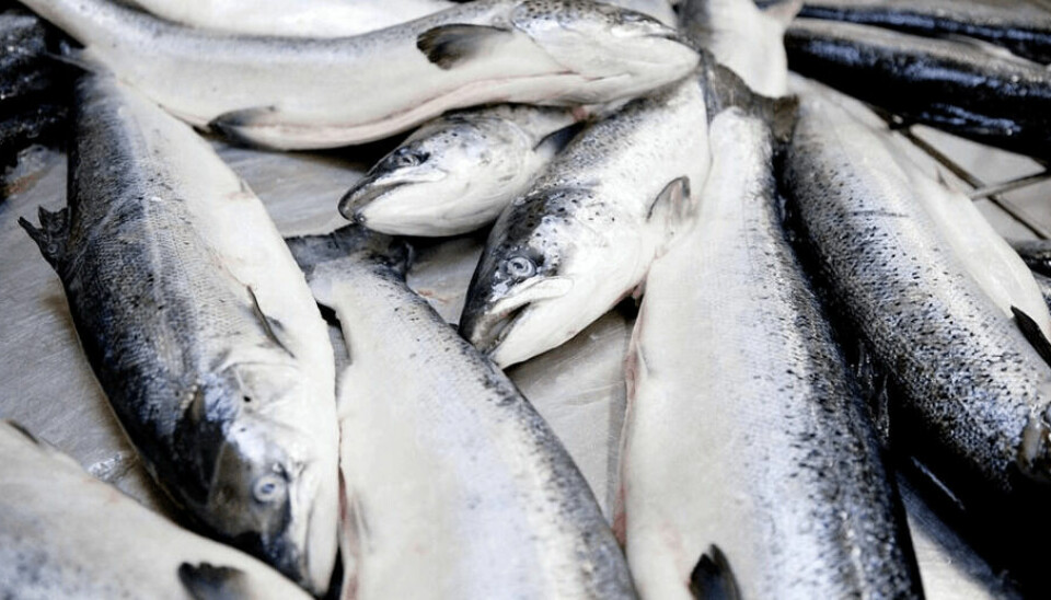Desde el año 2017 y hasta 2022 los tiempos de cultivo de salmón Atlántico se han reducido en 21%, con pesos de cosecha que bordearon el último año los 5,44 kilos.