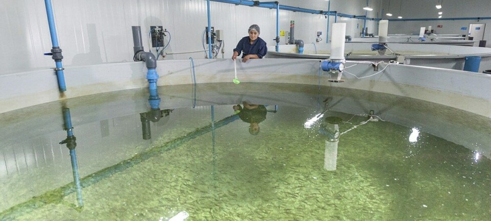 RAS vs flujo abierto: descubren diferencias en respuesta antiviral de los peces
