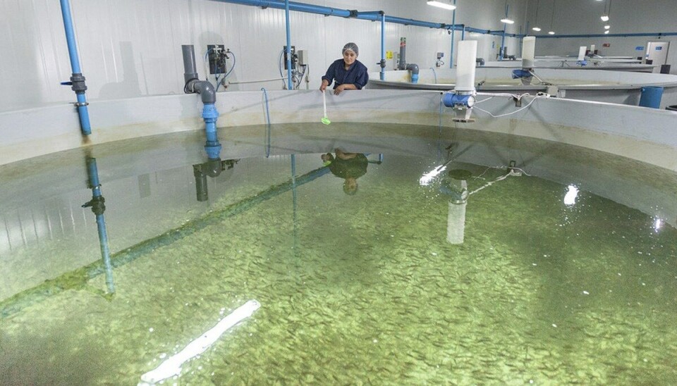 Foto: Archivo Salmonexpert.
