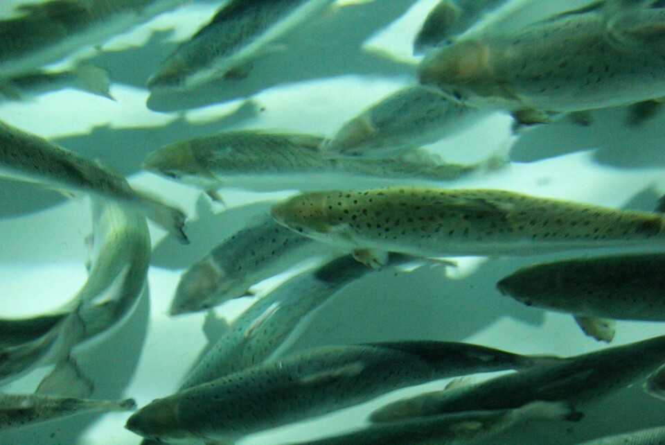 Foto referencial. Archivo Salmonexpert.