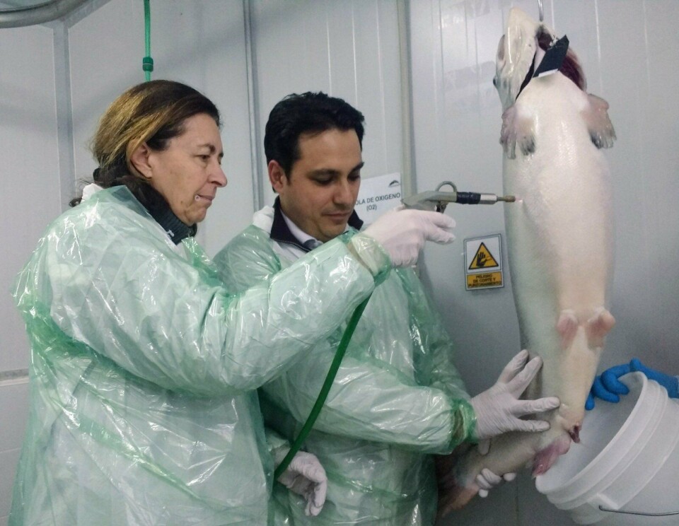 La Dra. Monique Eloit afirmó que la industria salmonicultora chilena 'es muy tecnologizada'. Foto: Sernapesca.