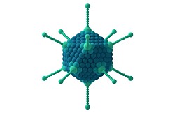 Virus surge como candidato para vacuna en trucha arcoíris