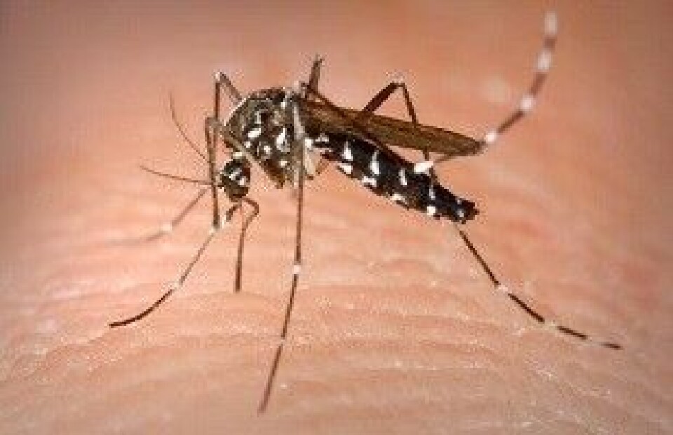 Vitamina del salmón actuaría como repelente natural contra virus Zika