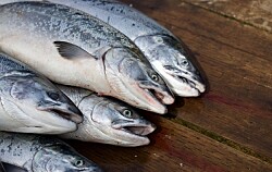 Volumen de salmón exportado a Rusia cae un 46% mientras que a China se triplica