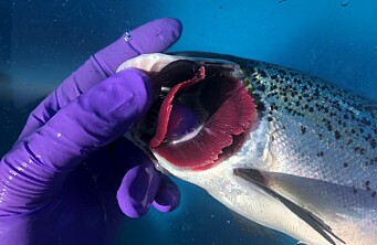 Webinar abordará las últimas tendencias en patología branquial de peces
