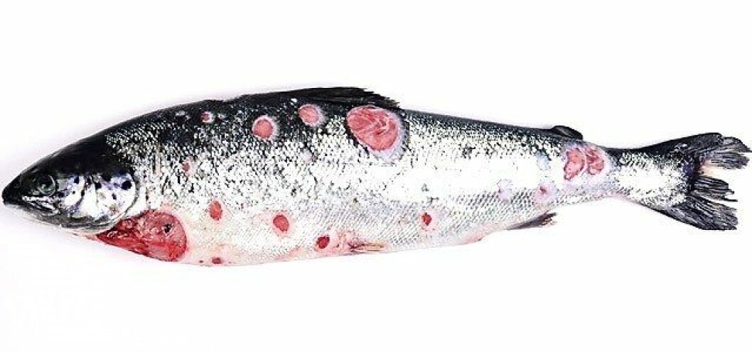 Salmón Atlántico, afectado por Septicemia rickettsial salmonídea, presentación cutánea. Se observa múltiples úlceras en la piel. Foto: Marcos Godoy. Salmón Atlántico, afectado por Septicemia rickettsial salmonídea, presentación cutánea. Se observa múltiples úlceras en la piel. Foto: Marcos Godoy.