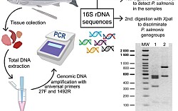PCR-RFLP: detección de Piscirickettsia en cinco horas y a bajo costo