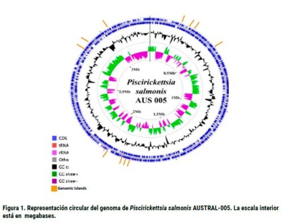 Perspectivas del conocimiento en la era genómica de Piscirickettsia salmonis