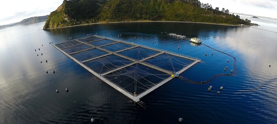 Critican proyecto que limita a 50 años duración de las concesiones de salmón