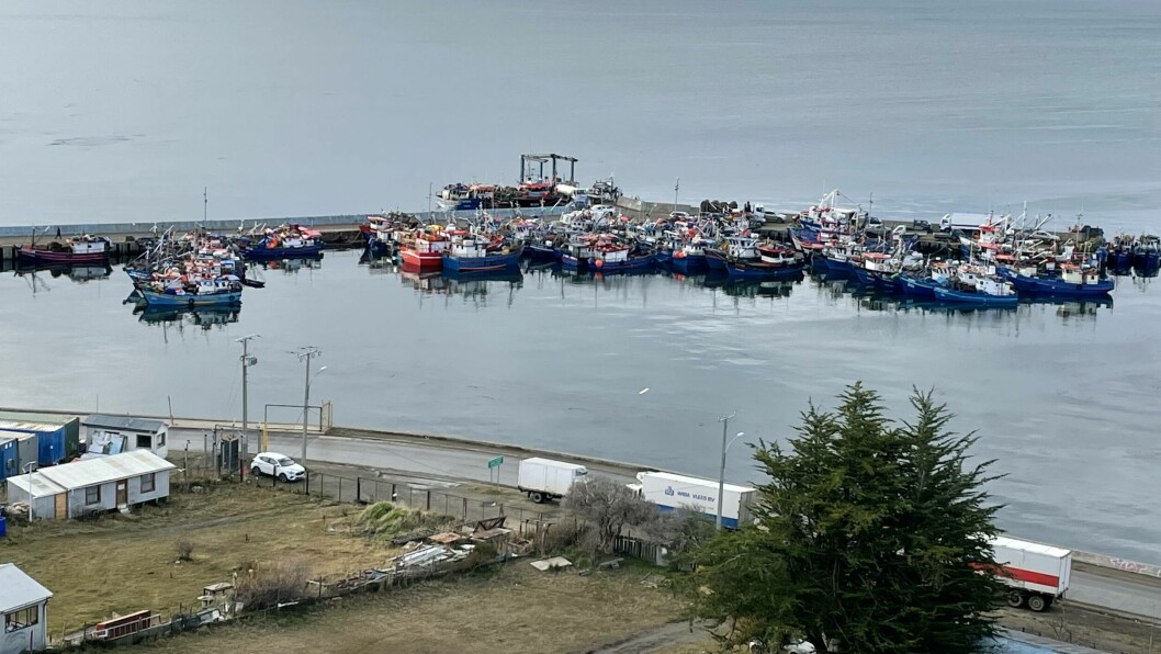 La caleta de Barranco Amarillo concentra gran parte de la actividad pesquera artesanal en Punta Arenas. En el rubro apuestan por acercase más a la salmonicultura. Foto: Salmonexpert.