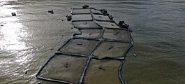 Pese a graves daños centro de Salmones Camanchaca no sufre escape masivo