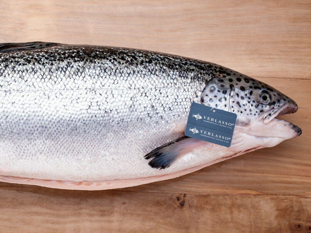 Salmón Verlasso de AquaChile. Salmón Verlasso de AquaChile.