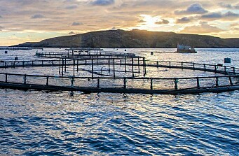 Piden bloquear aumento del 95% en valor de arriendo de centros de salmón