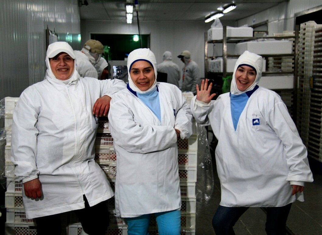Según cifras del Instituto Nacional de Estadísticas (INE), alrededor del 3% de la fuerza laboral de la industria del salmón de Chile está compuesta por mujeres. Imagen: SalmonChile. Según cifras del Instituto Nacional de Estadísticas (INE), alrededor del 3% de la fuerza laboral de la industria del salmón de Chile está compuesta por mujeres. Imagen: SalmonChile.