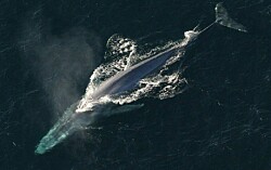 Plan Nacional Oceanográfico incorpora impactos del ruido submarino