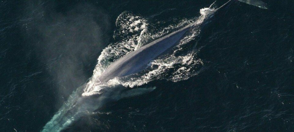 Australis toma acciones tras encontrar ballena en descomposición en su centro