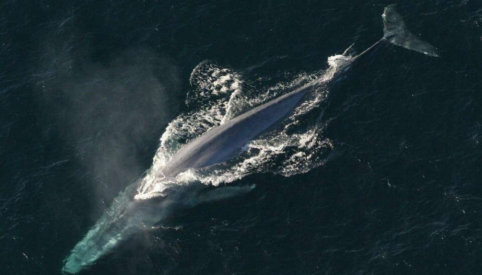 Australis toma acciones tras encontrar ballena en descomposición en su centro