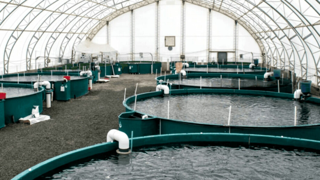Las instalaciones RAS de Taste of BC Aquafarms producen actualmente alrededor de 100 toneladas de trucha arcoíris. Foto: Taste of BC Aquaculture.