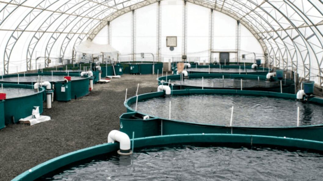 Las instalaciones RAS de Taste of BC Aquafarms producen actualmente alrededor de 100 toneladas de trucha arcoíris. Foto: Taste of BC Aquaculture. Las instalaciones RAS de Taste of BC Aquafarms producen actualmente alrededor de 100 toneladas de trucha arcoíris. Foto: Taste of BC Aquaculture.