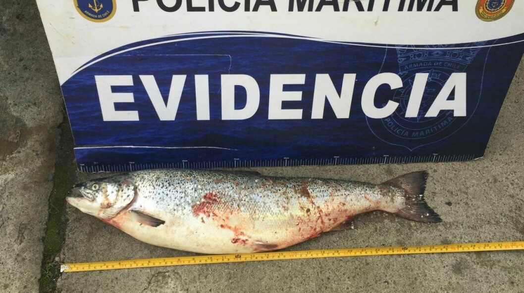 Millonarias cifras al año pierde la industria chilena por robos de salmón. Foto: SalmonChile.