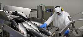 Planta de salmón en Magallanes retoma operación tras detectar casos Covid-19