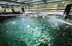 Plataforma digital wherEX apoya construcción de piscicultura de Salmones Austral