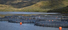 Por primera vez: SMA revoca permisos ambientales a tres centros de salmón