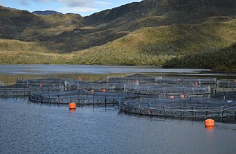 Por primera vez: SMA revoca permisos ambientales a tres centros de salmón