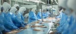 Salmones Austral descarta despido de trabajadores
