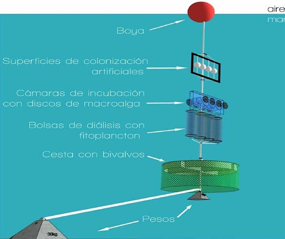 Ejemplo de bioensayos. Imagen: Escuela de Ciencias del Mar, PUCV.